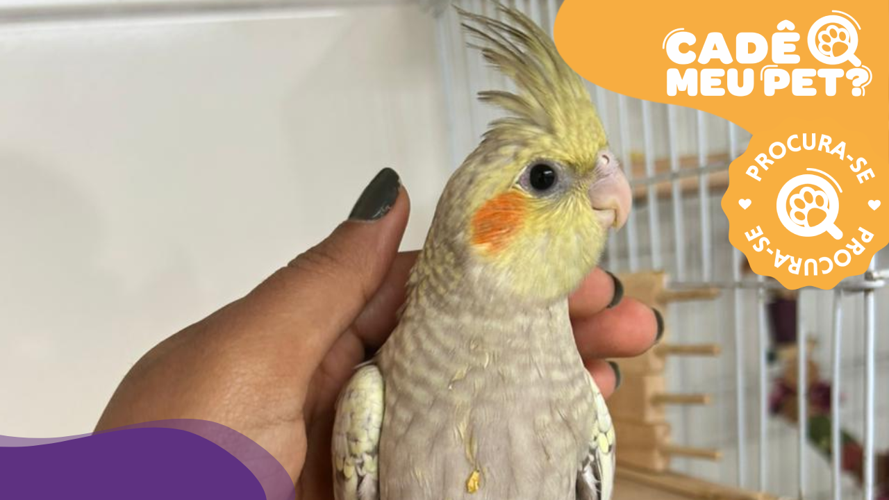 Calopsita Léo está desaparecido. (Foto: arquivo pessoal)