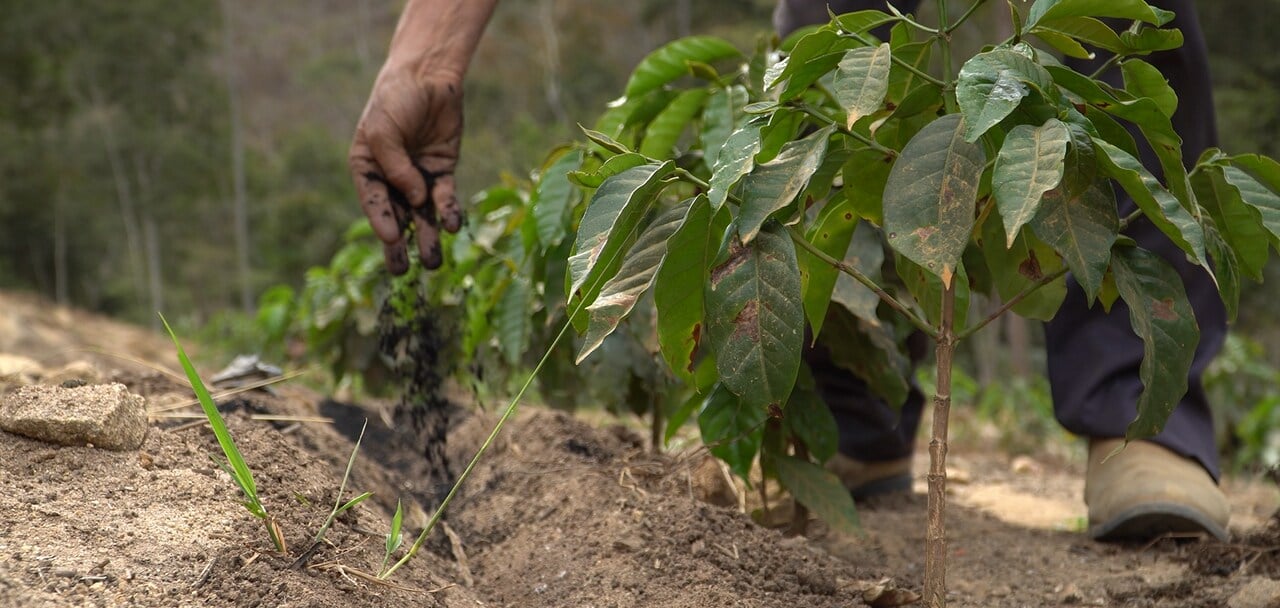 Biochar: mais produtividade e resiliência nas lavouras de café