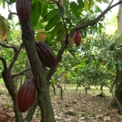 Cacau de Linhares (ES)