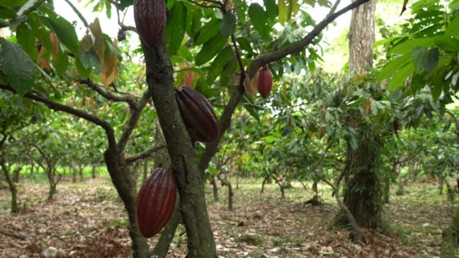 Cacau de Linhares (ES)