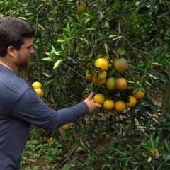Colheita da laranja em Jerônimo Monteiro tem previsão de safra 30% maior