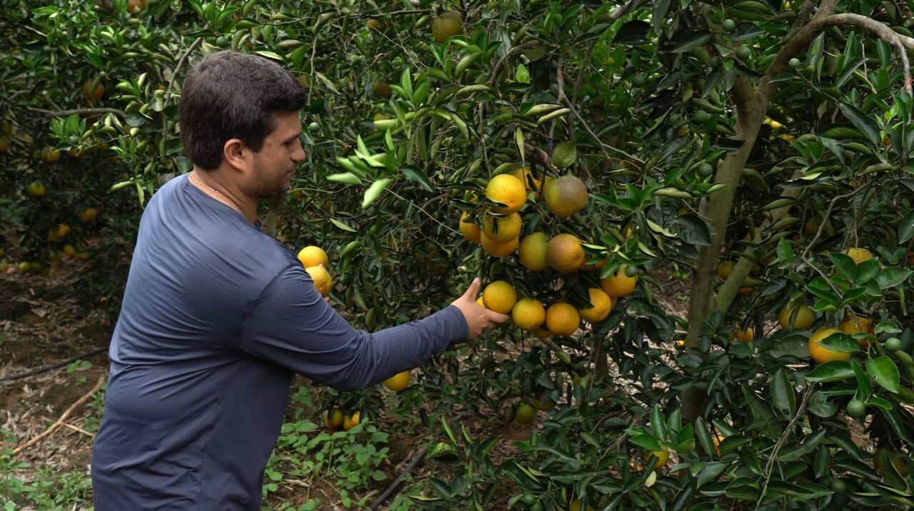 Colheita da laranja em Jerônimo Monteiro tem previsão de safra 30% maior