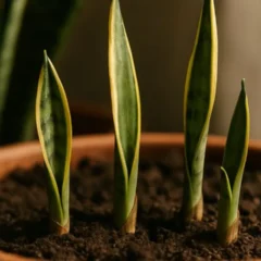 Como algumas mudas de espada-de-são-jorge se fortalecem mesmo na sombra