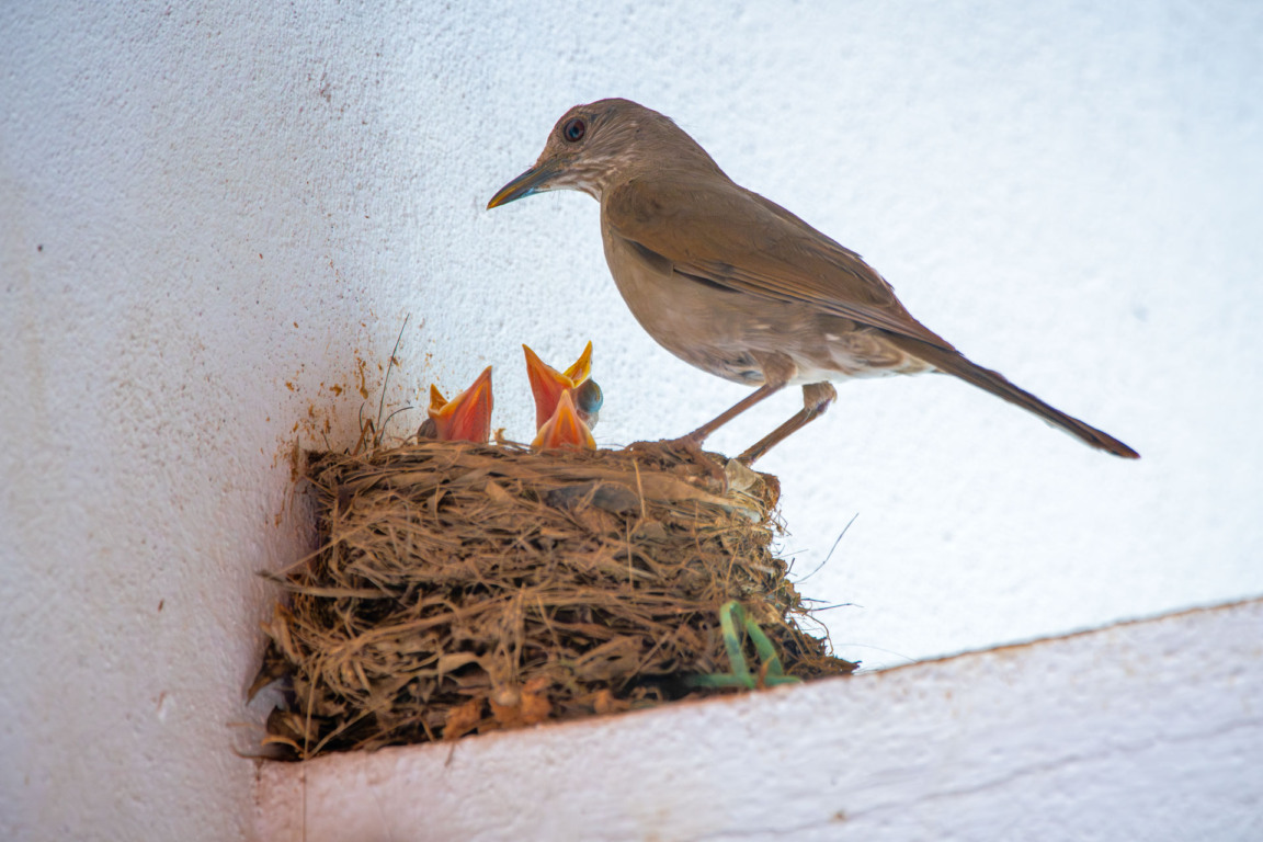 Foto: Leonardo Merçon