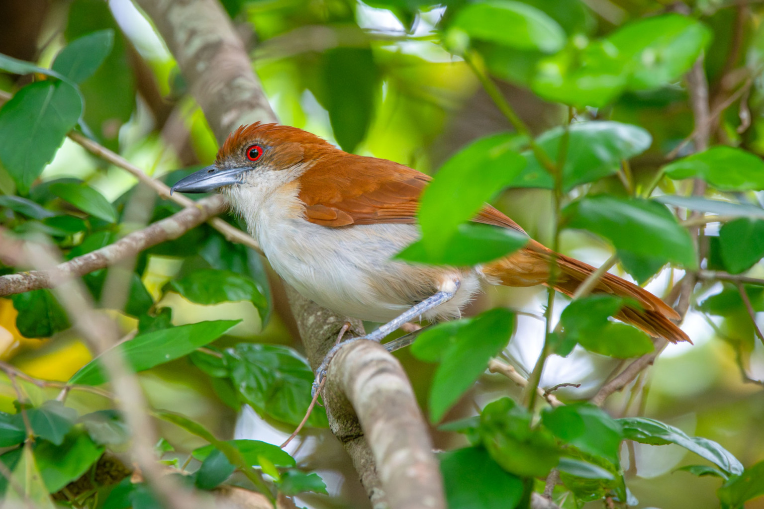 Foto: Leonardo Merçon Foto: Leonardo Merçon