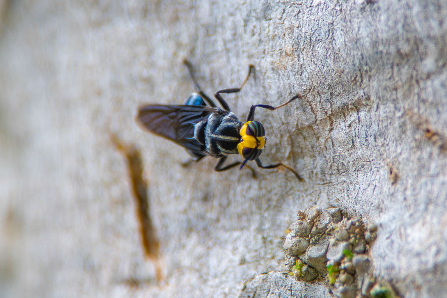 Foto: Leonardo Merçon Foto: Leonardo Merçon