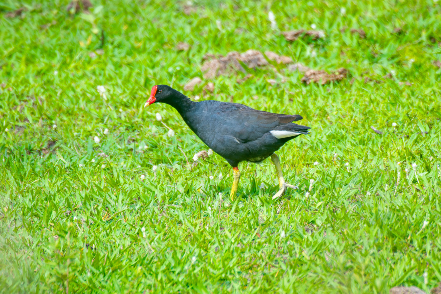 Foto: Leonardo Merçon Foto: Leonardo Merçon