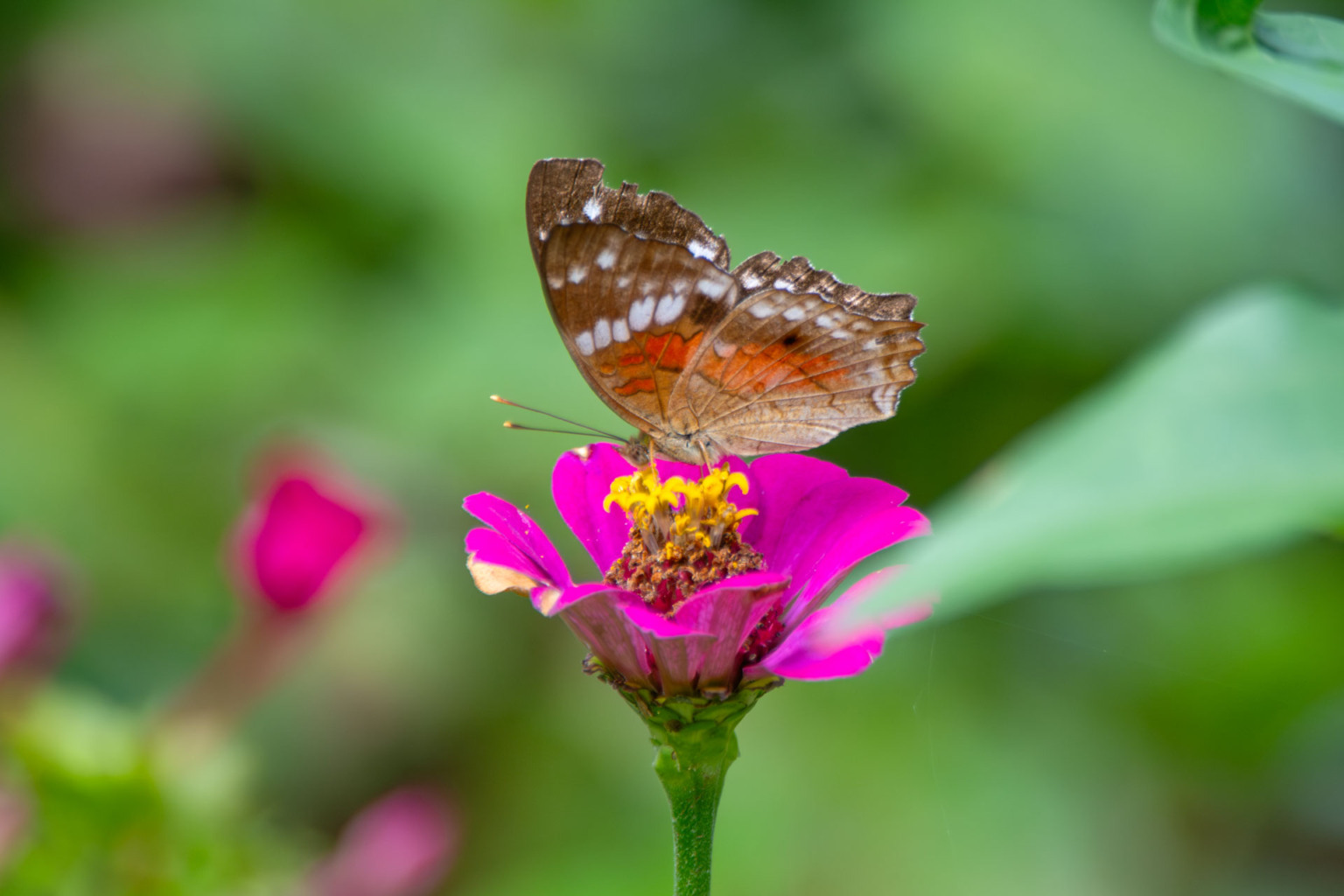 Crian&ccedil;as do Clube de Observadores da Natureza Sabi&aacute; visitam a RPPN Guaribus, em Itagua&ccedil;u. Foto: Leonardo Mer&ccedil;on