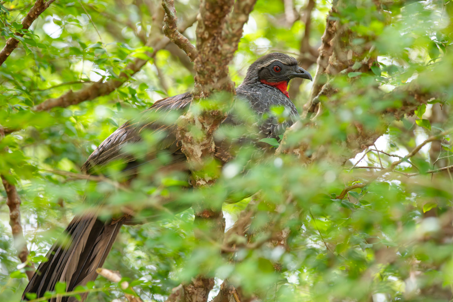 Crian&ccedil;as do Clube de Observadores da Natureza Sabi&aacute; visitam a RPPN Guaribus, em Itagua&ccedil;u. Foto: Leonardo Mer&ccedil;on