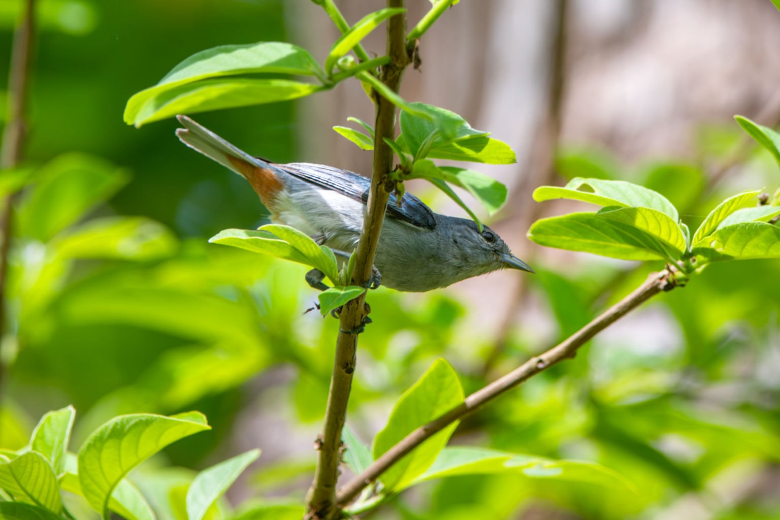 Crian&ccedil;as do Clube de Observadores da Natureza Sabi&aacute; visitam a RPPN Guaribus, em Itagua&ccedil;u. Foto: Leonardo Mer&ccedil;on