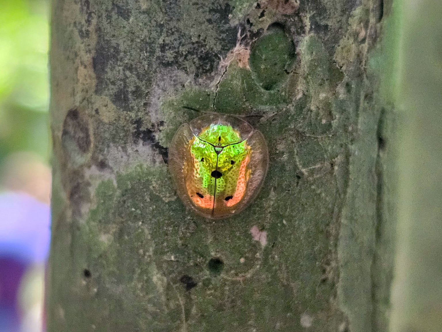 Crian&ccedil;as do Clube de Observadores da Natureza Sabi&aacute; visitam a RPPN Guaribus, em Itagua&ccedil;u. Foto: Leonardo Mer&ccedil;on