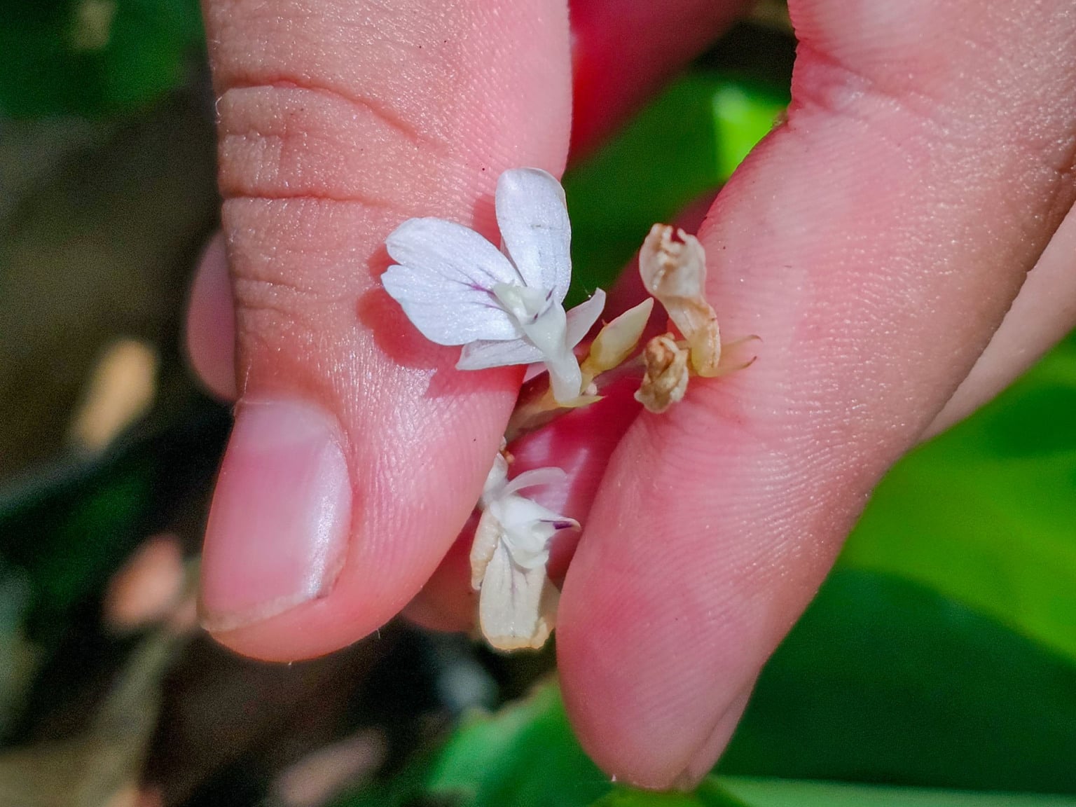 Crian&ccedil;as do Clube de Observadores da Natureza Sabi&aacute; visitam a RPPN Guaribus, em Itagua&ccedil;u. Foto: Leonardo Mer&ccedil;on