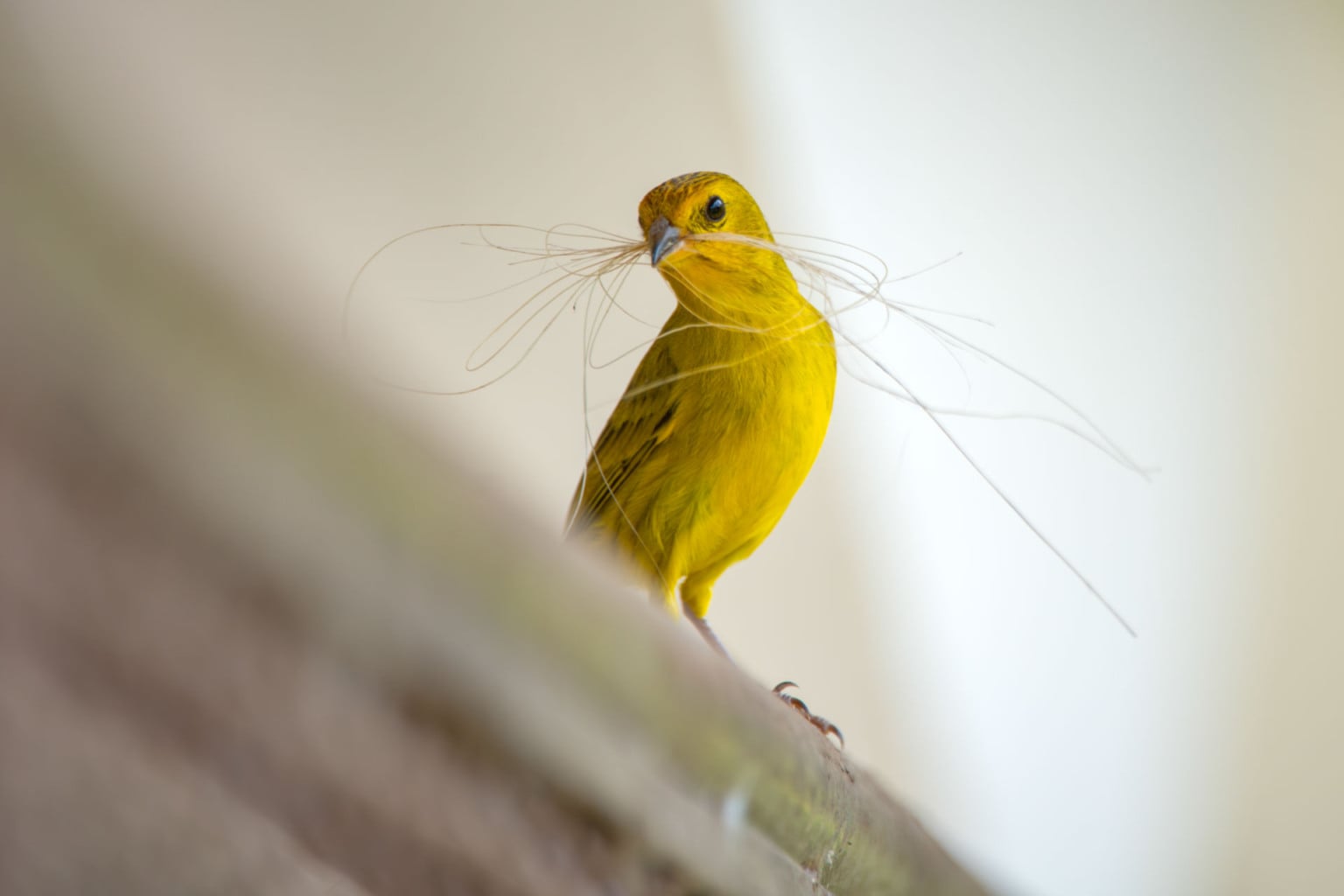 Crian&ccedil;as do Clube de Observadores da Natureza Sabi&aacute; visitam a RPPN Guaribus, em Itagua&ccedil;u. Foto: Leonardo Mer&ccedil;on