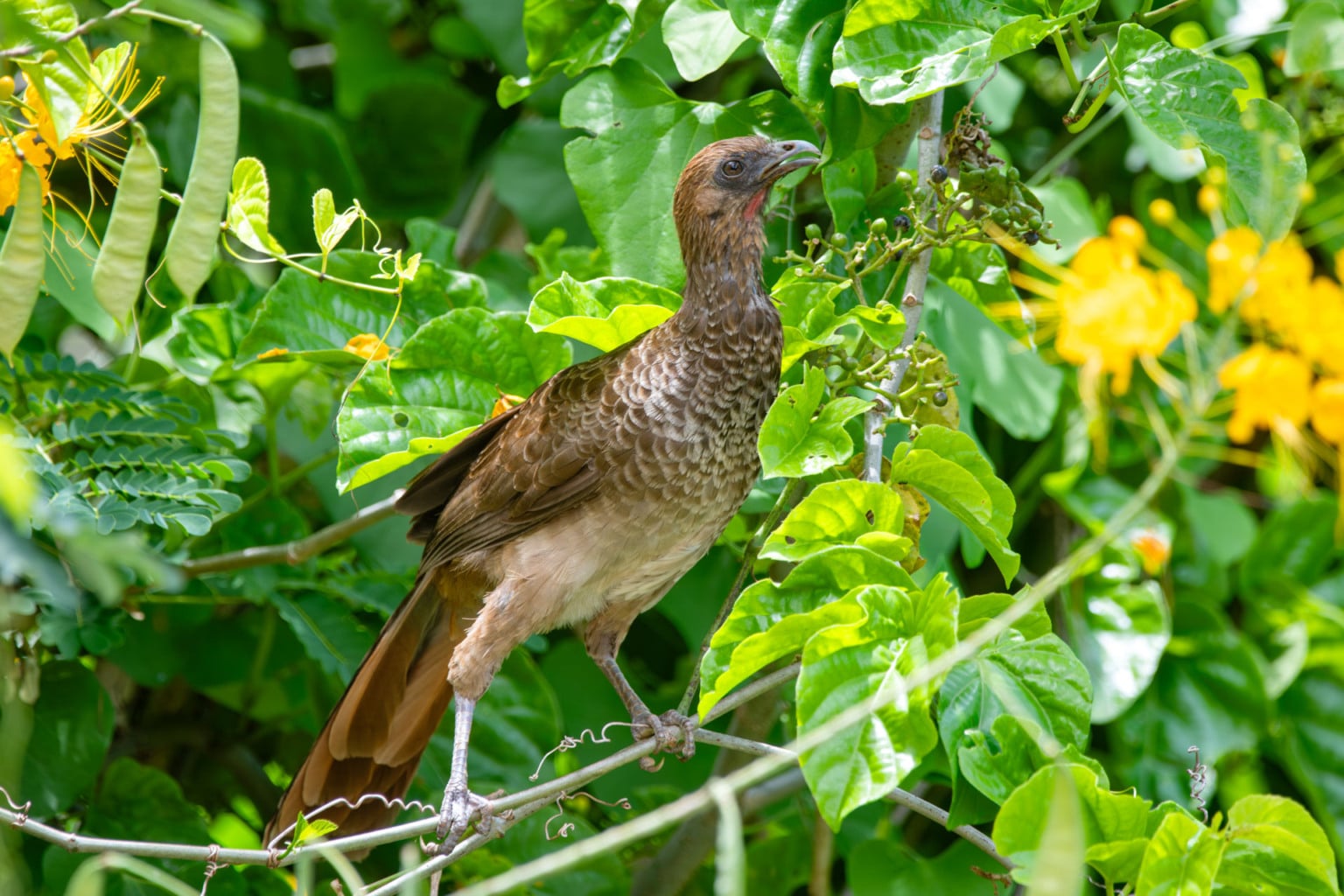 Crian&ccedil;as do Clube de Observadores da Natureza Sabi&aacute; visitam a RPPN Guaribus, em Itagua&ccedil;u. Foto: Leonardo Mer&ccedil;on