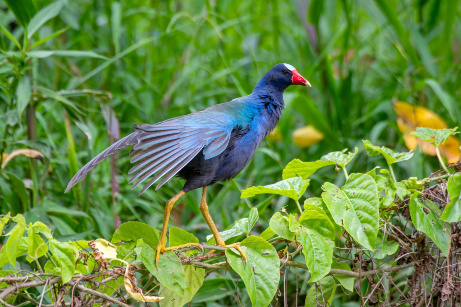 Crian&ccedil;as do Clube de Observadores da Natureza Sabi&aacute; visitam a RPPN Guaribus, em Itagua&ccedil;u. Foto: Leonardo Mer&ccedil;on