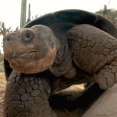 Tartaruga Gramma (Foto/reprodução: Redes Sociais)