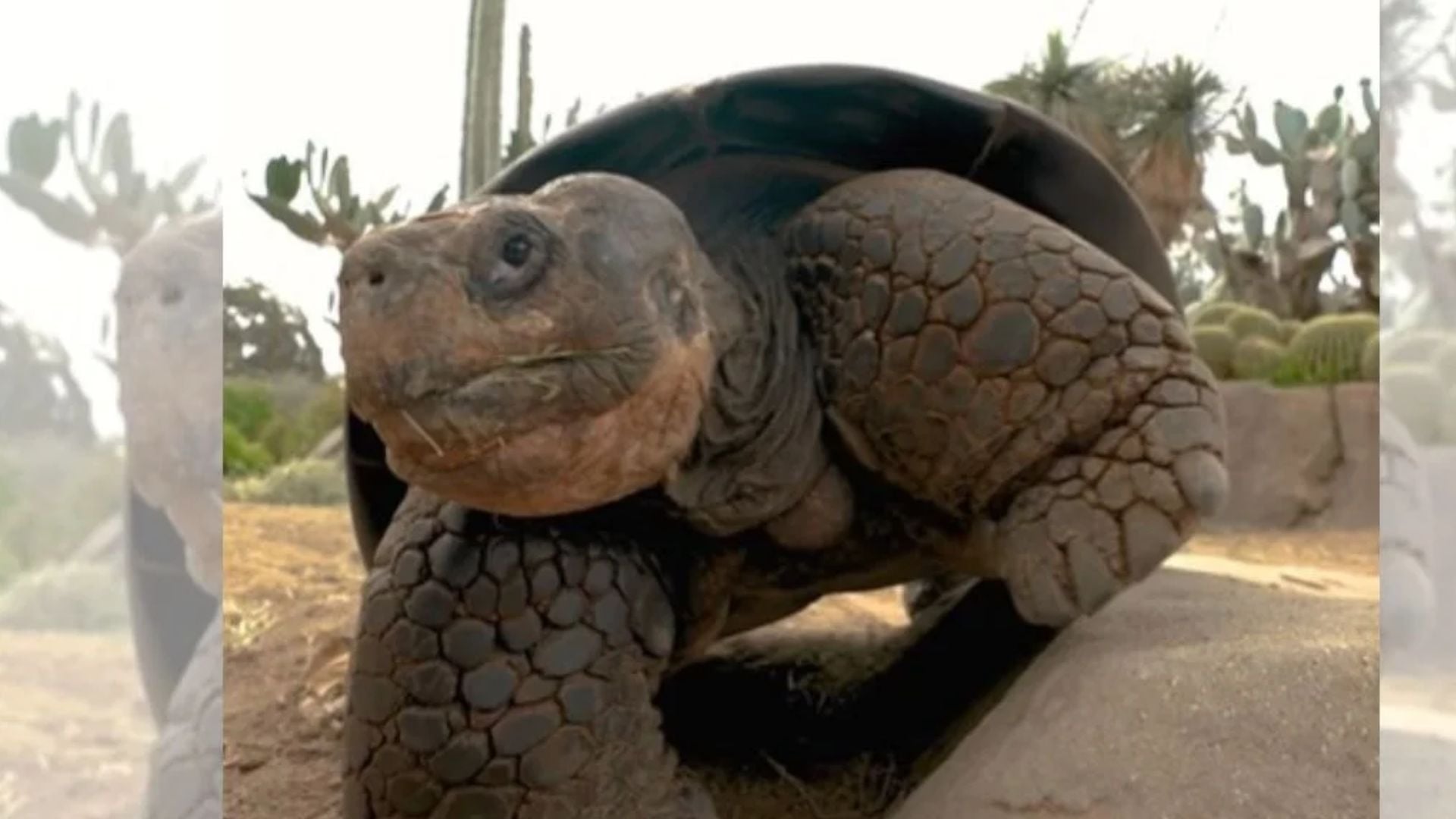 Tartaruga Gramma (Foto/reprodução: Redes Sociais)