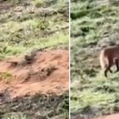 Lobo-guará é flagrado no ES (Foto/reprodução: Redes Sociais)