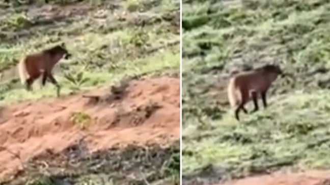 Lobo-guará é flagrado no ES (Foto/reprodução: Redes Sociais)