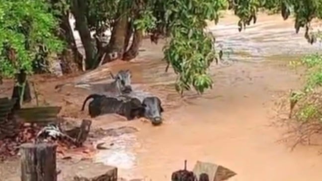 Vacas são levadas pela correnteza (Foto/Reprodução: TV Vitória)