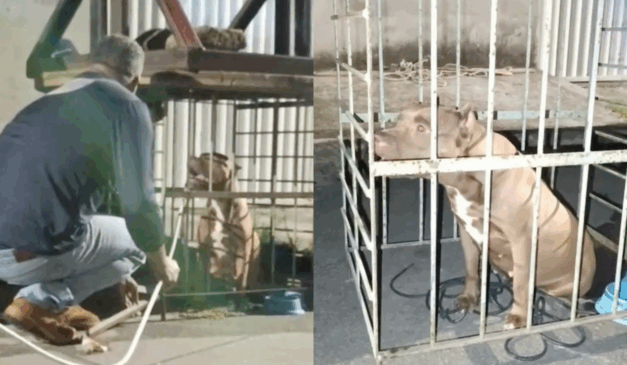 Imagens do resgate do Pitbull/Reprodução Leitor