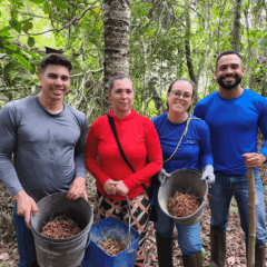 Projeto aposta em sementes pr&eacute;-germinadas para ampliar o plantio de palmeira ju&ccedil;ara em Linhares