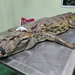 Jacaré encontrado por cachorro é resgatado em estado crítico e morre em hospital veterinário