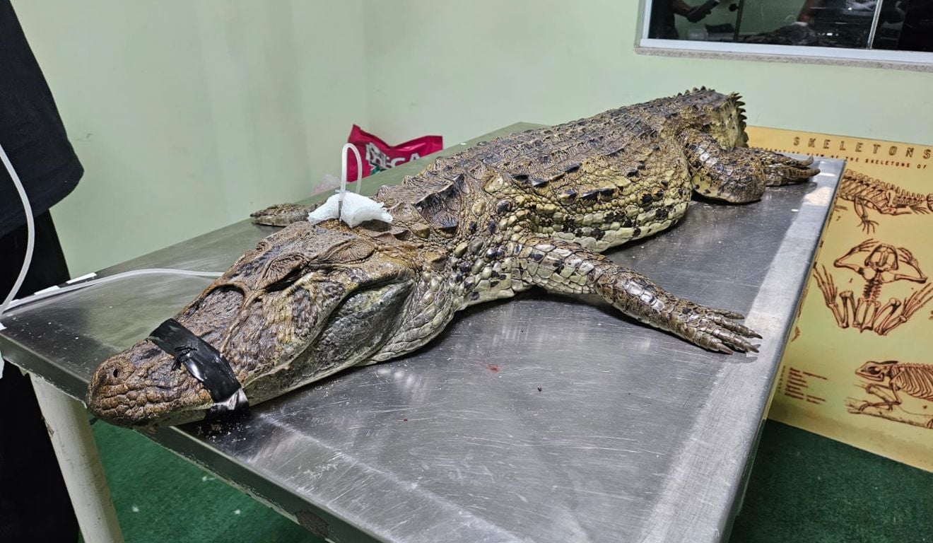 Jacaré encontrado por cachorro é resgatado em estado crítico e morre em hospital veterinário Jacaré encontrado por cachorro é resgatado em estado crítico e morre em hospital veterinário