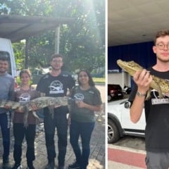 Jacar&eacute;s resgatados pelo Programa Caiman na Grande Vit&oacute;ria