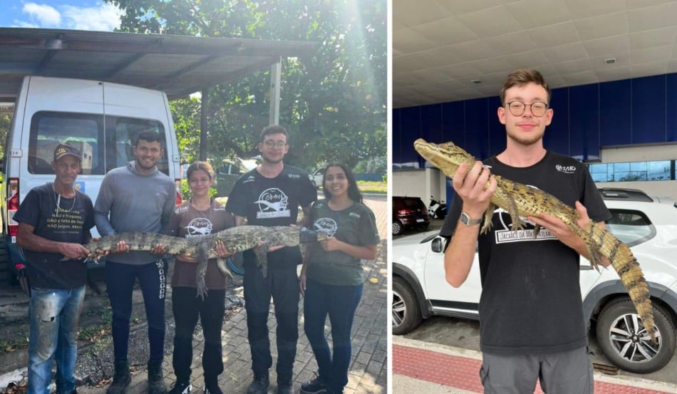 Jacarés resgatados pelo Programa Caiman na Grande Vitória