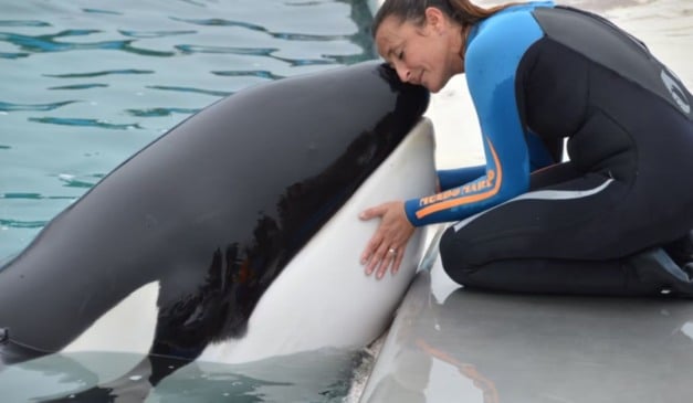 Foto: Divulgação/Mundo Marino