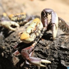 Foto: Cláudio Postay/Prefeitura de Cariacica