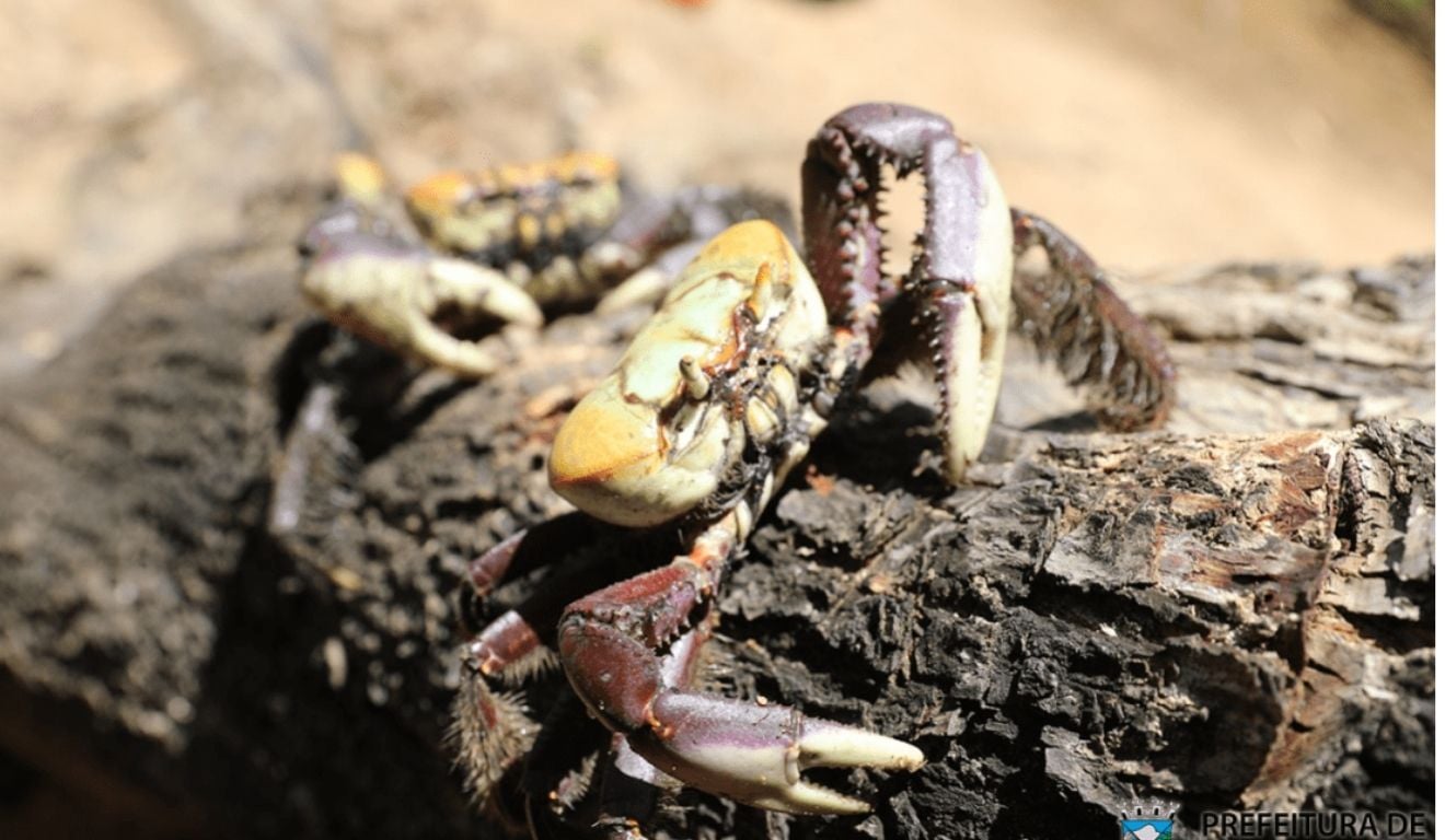 Foto: Cláudio Postay/Prefeitura de Cariacica Foto: Cláudio Postay/Prefeitura de Cariacica