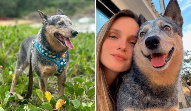 O cachorro Chopp sobreviveu ao acidente que matou a engenheira Mariani Gambarini Vassoler