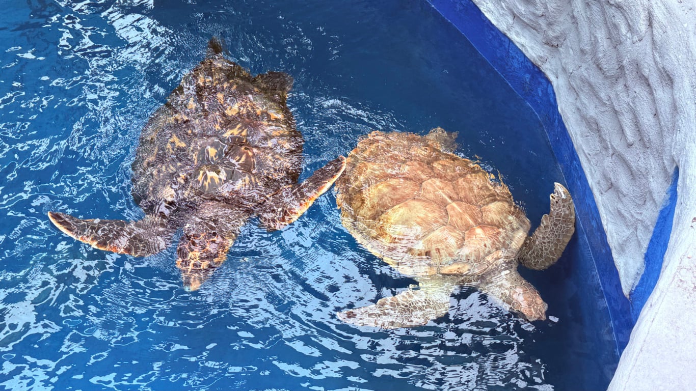 Projeto Tamar apresenta modernização museológica. Foto: Laís Magesky Projeto Tamar apresenta modernização museológica. Foto: Laís Magesky