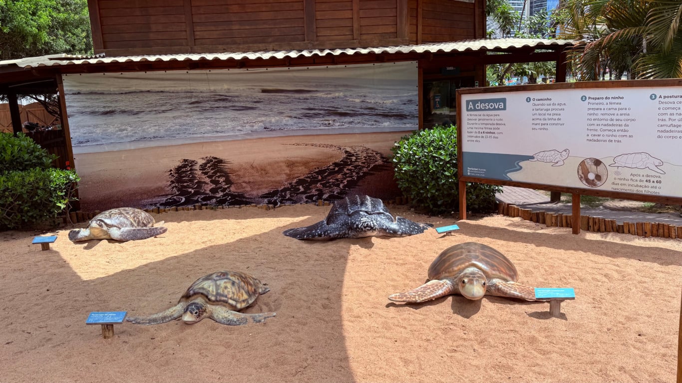 Projeto Tamar apresenta modernização museológica. Foto: Laís Magesky Projeto Tamar apresenta modernização museológica. Foto: Laís Magesky