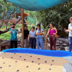 Projeto Tamar apresenta modernização museológica. Foto: Laís Magesky