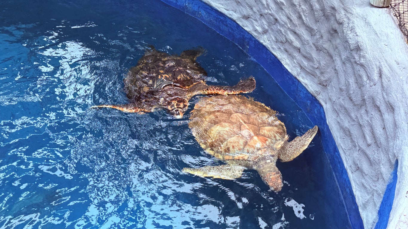 Projeto Tamar apresenta modernização museológica. Foto: Laís Magesky Projeto Tamar apresenta modernização museológica. Foto: Laís Magesky