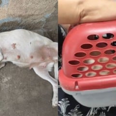 Foto: Reprodução/TV Vitória