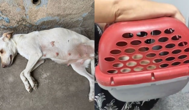 Foto: Reprodução/TV Vitória