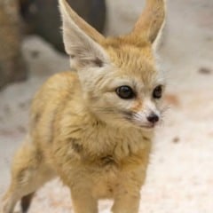 Foto: Leandro Amaral/Zool&oacute;gico de S&atilde;o Paulo/Divulga&ccedil;&atilde;o
