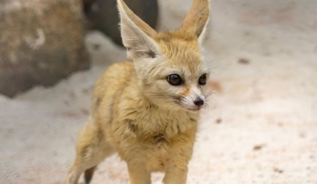 Foto: Leandro Amaral/Zoológico de São Paulo/Divulgação