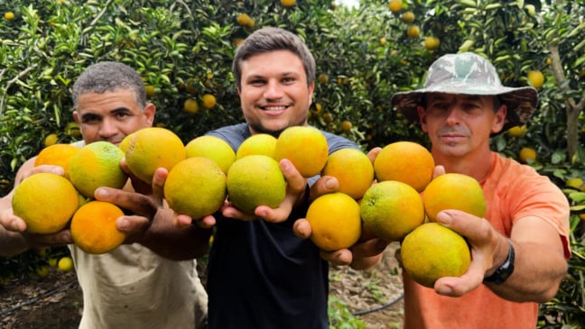 Produção de laranja em Jerônimo Monteiro