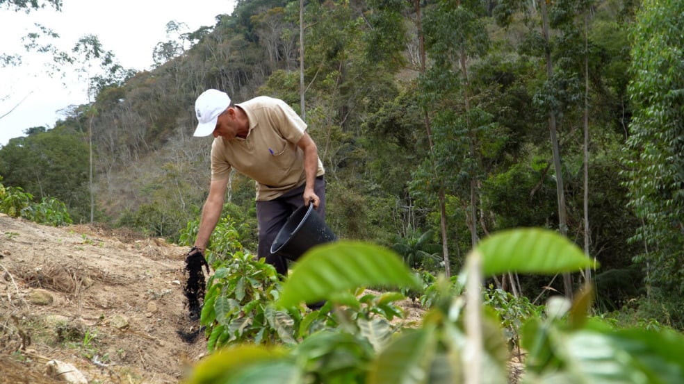 Uso do biocarvão na produção de café gera economia e ganho de produtividade Uso do biocarvão na produção de café gera economia e ganho de produtividade
