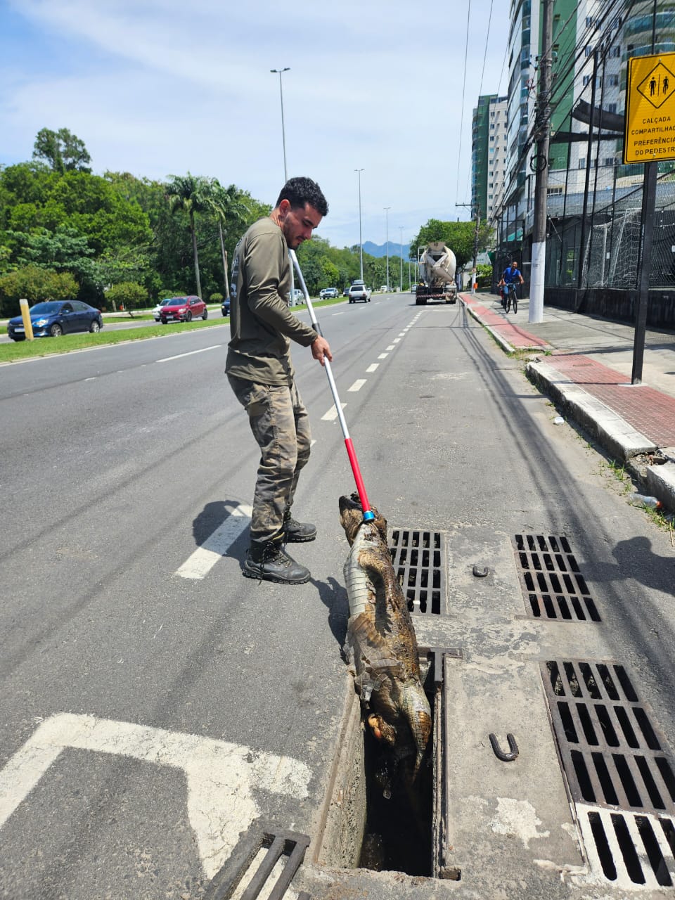 Jacaré morto em bueiro na Norte-Sul. Foto: Programa Caiman Jacaré morto em bueiro na Norte-Sul. Foto: Programa Caiman