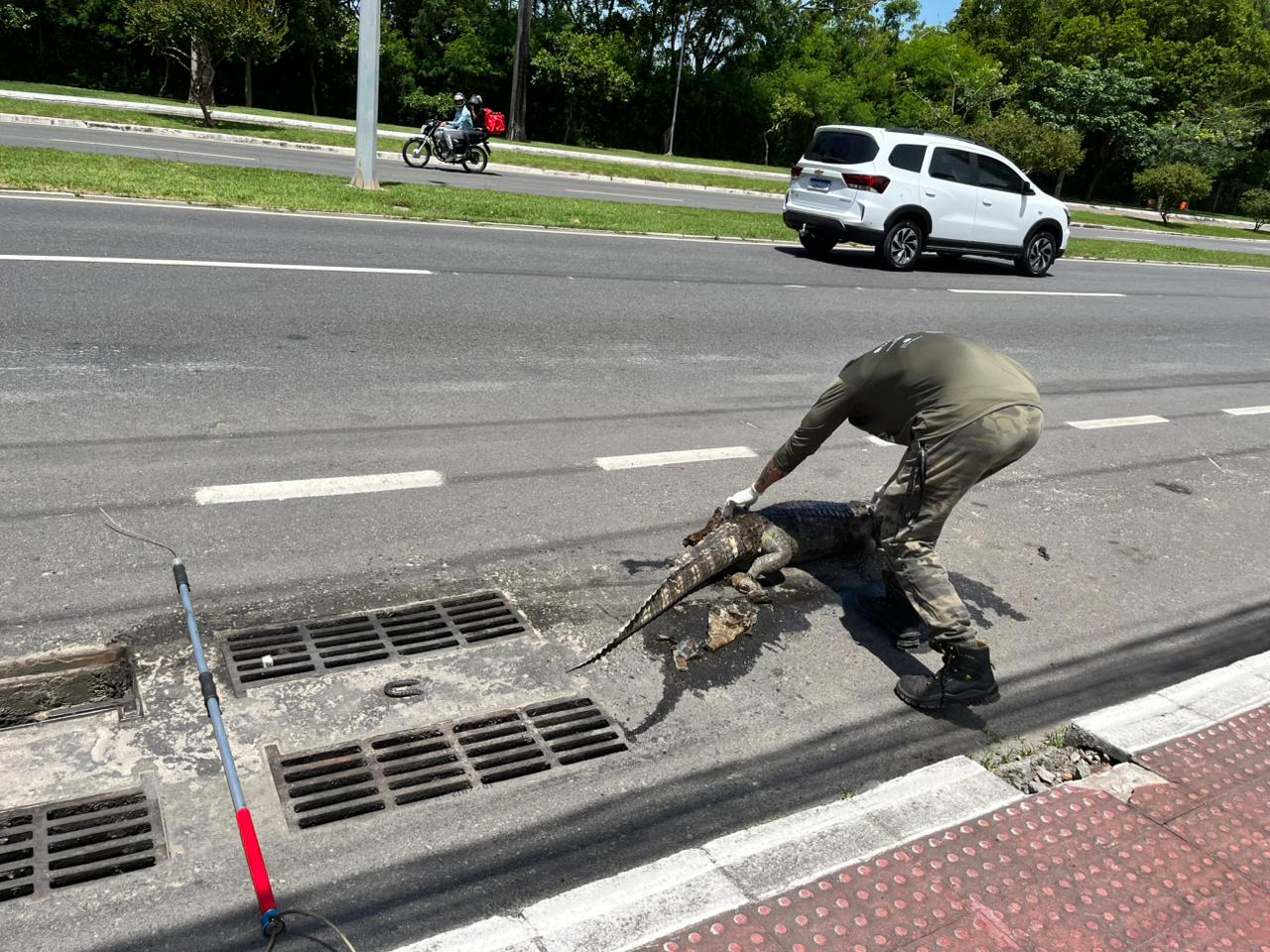 Jacaré morto em bueiro na Norte-Sul. Foto: Programa Caiman Jacaré morto em bueiro na Norte-Sul. Foto: Programa Caiman