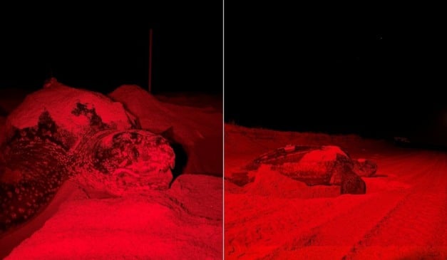 Tartaruga-de-Couro em Regência, Linhares - ES. Foto: Raphaela Pereira dos Santos Silva