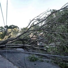 QUEDA DE ÁRVORE EM GUARULHOS SÃO PAULO