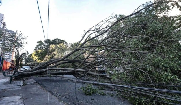 QUEDA DE ÁRVORE EM GUARULHOS SÃO PAULO