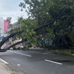 queda de árvore hugo musso praia da costa